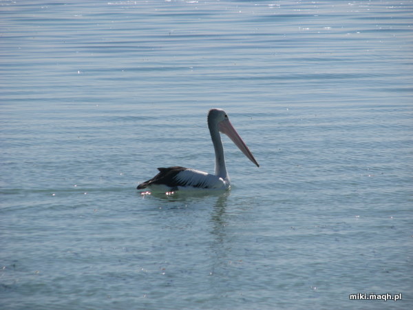 Pelican