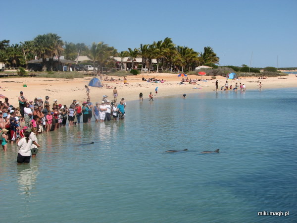 Monkey Mia dolphins