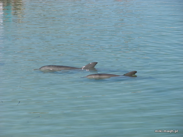 Monkey Mia dolphins