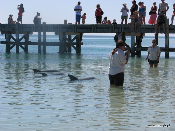 Monkey Mia dolphins