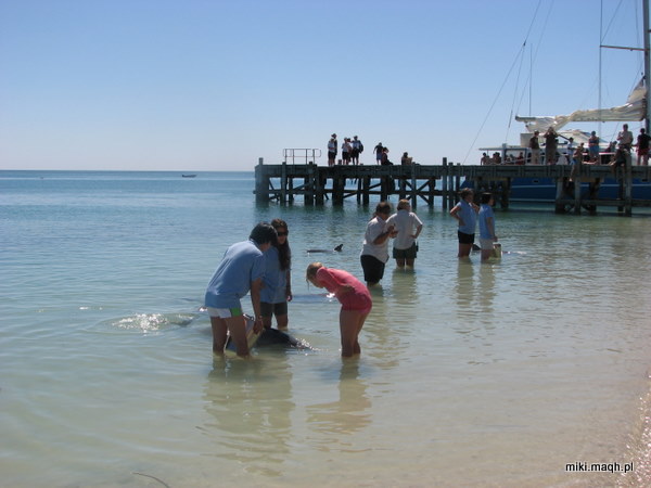 Monkey Mia dolphins