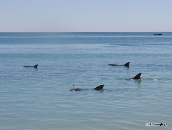 Monkey Mia dolphins
