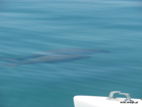 Dugongs
