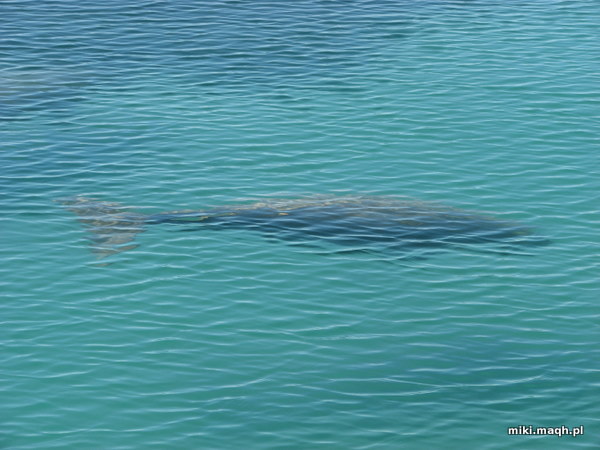 Dugong