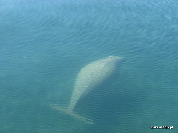 Dugong