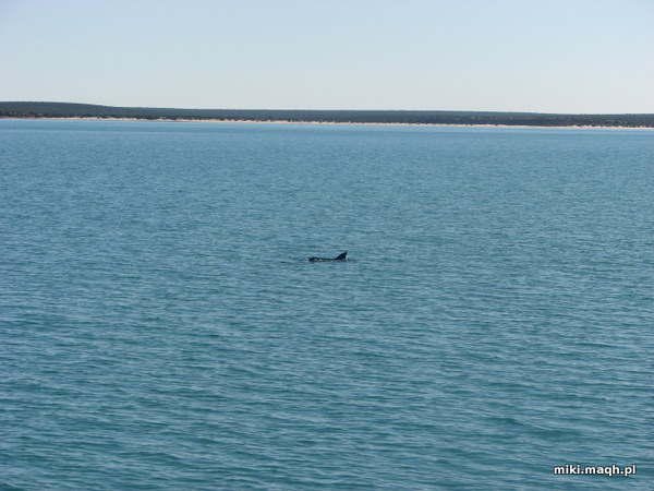 Dolphin