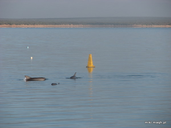Dolphins