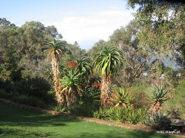 Kings Park