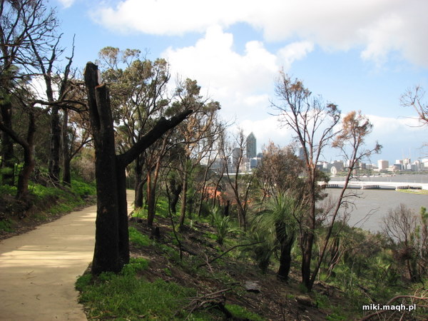 Burnt trees