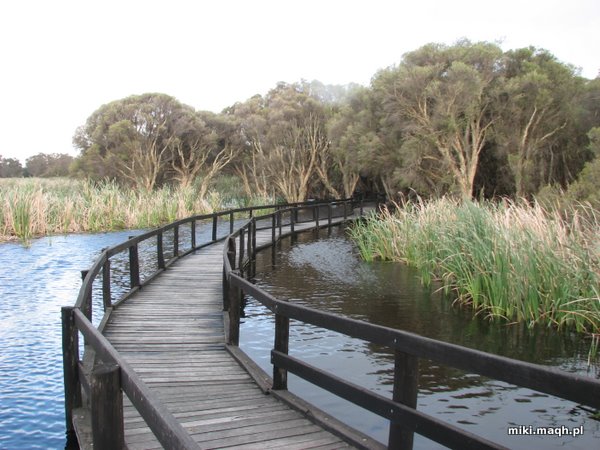 Jetty at Herdsman Lake
