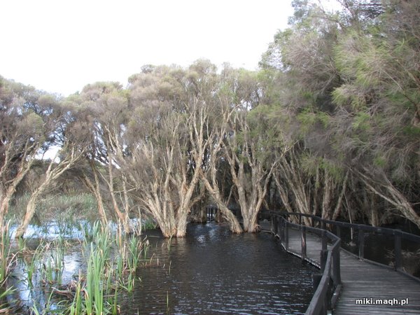 Trees growing in water