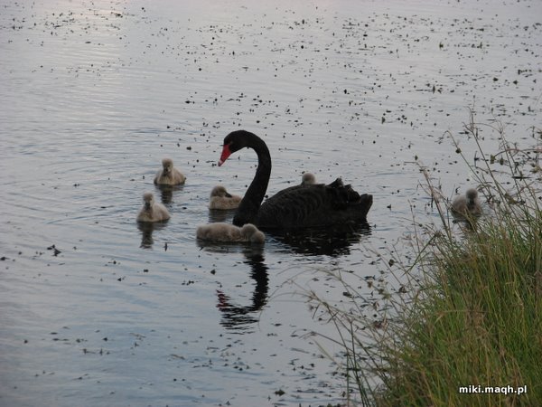 Black swan