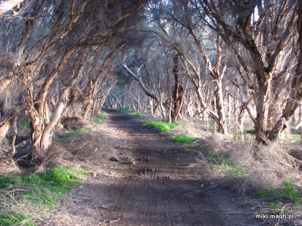 Track along the water