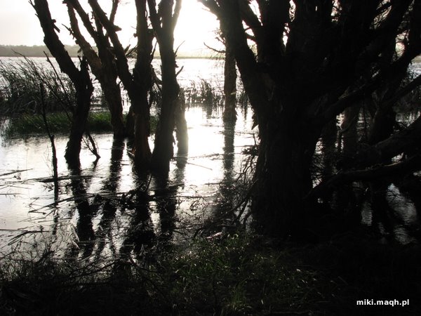 More trees in water