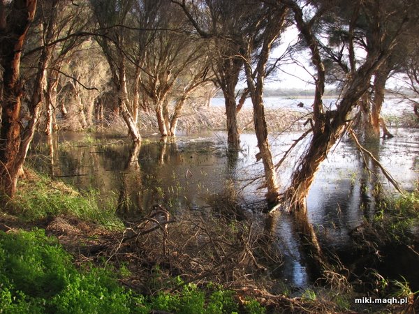 More trees in water
