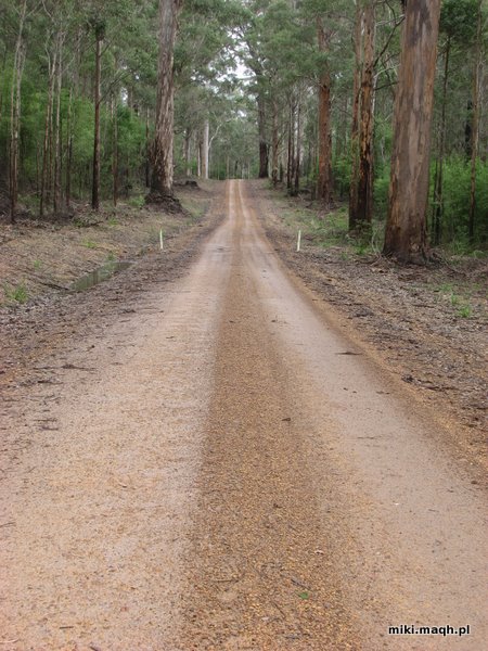 Forest road