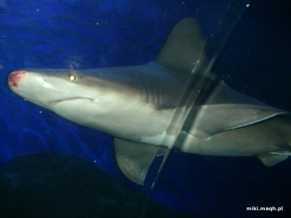 Shark