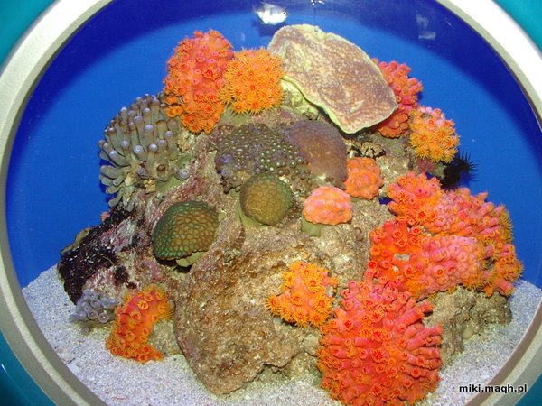 Coral