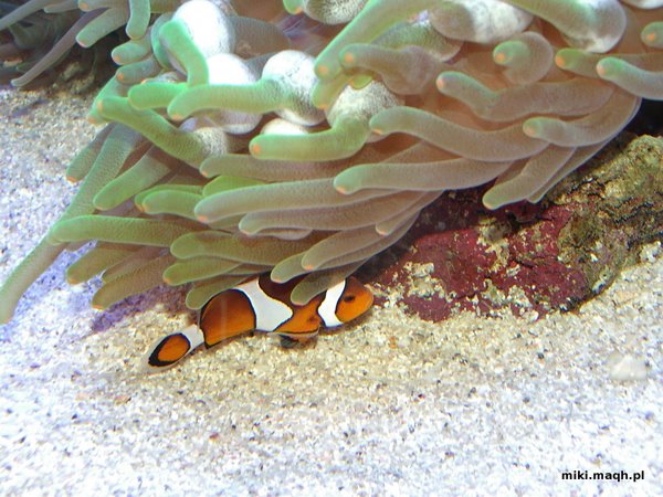 Nemo