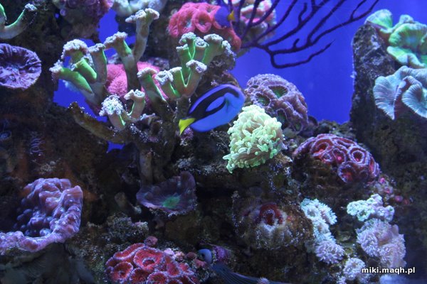 Coral