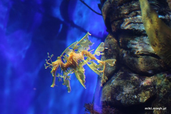 Seahorse
