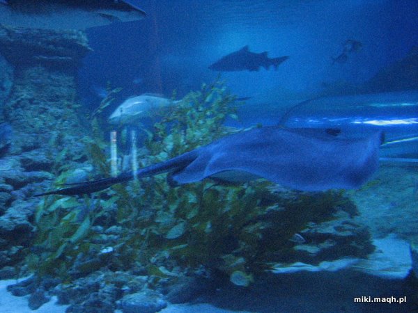 Stingray