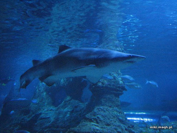 AQWA - the Aquarium of Western Australia