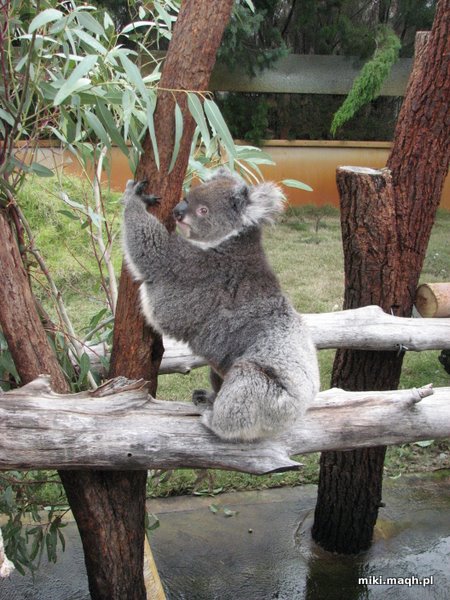 Koala