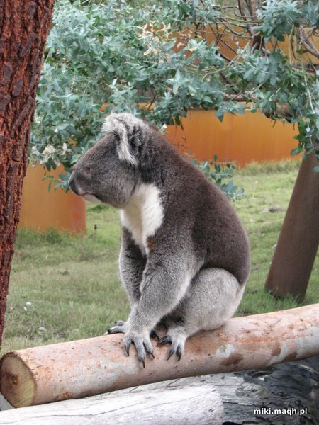 Koala