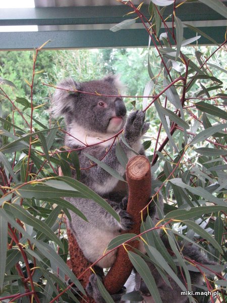 Koala