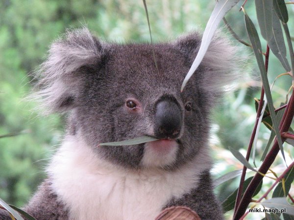 Caversham Wildlife Park