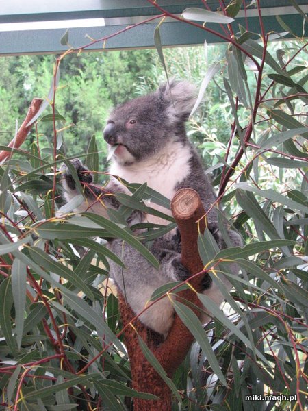 Koala