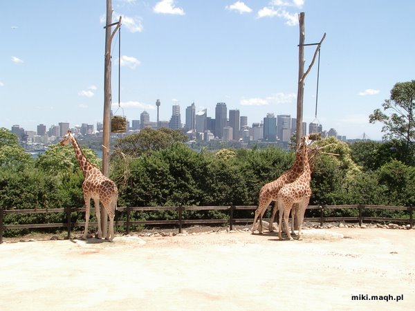 Panorama Sydney z zoo