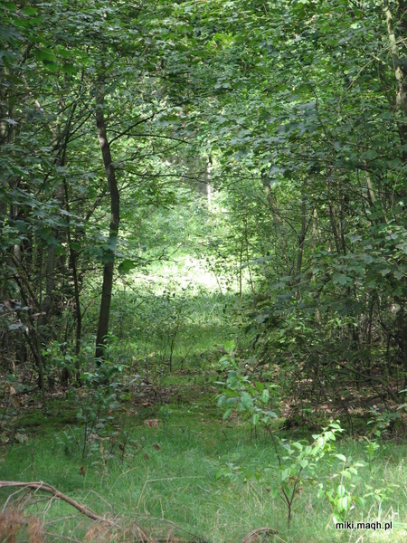 Green, green Poland Green, green Poland