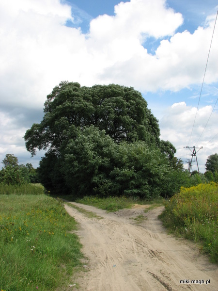 Green, green Poland Green, green Poland