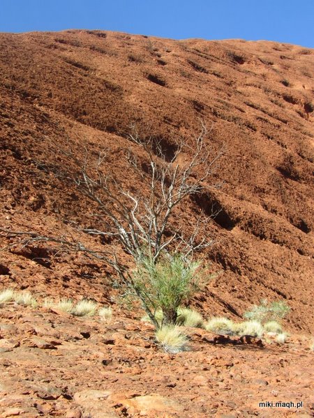 Kata Tjuta / The Olgas