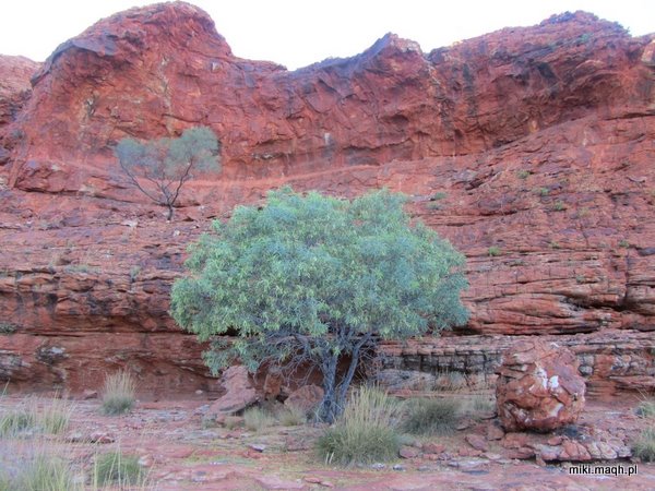 King's Canyon