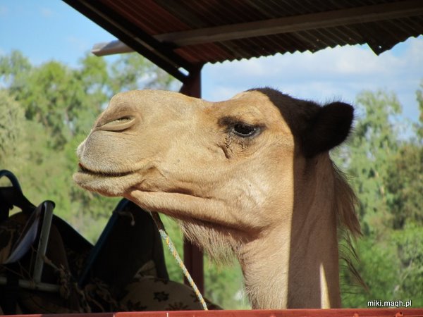 W środku Australii