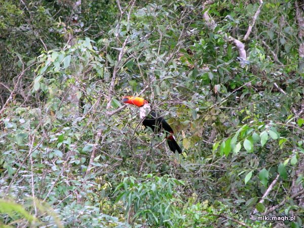 Wodospady Iguazu