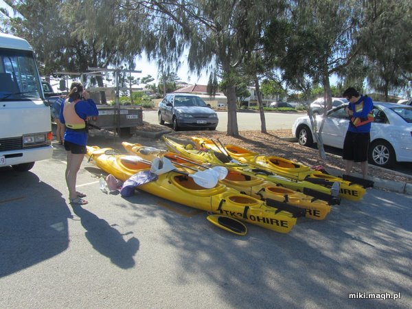 Sea kayaking to Penguin Island