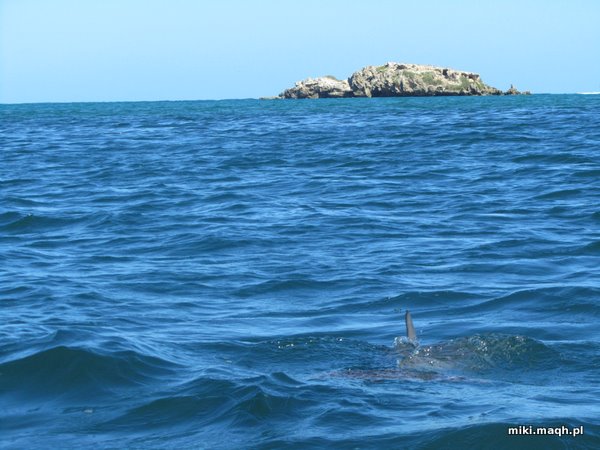 Sea kayaking to Penguin Island