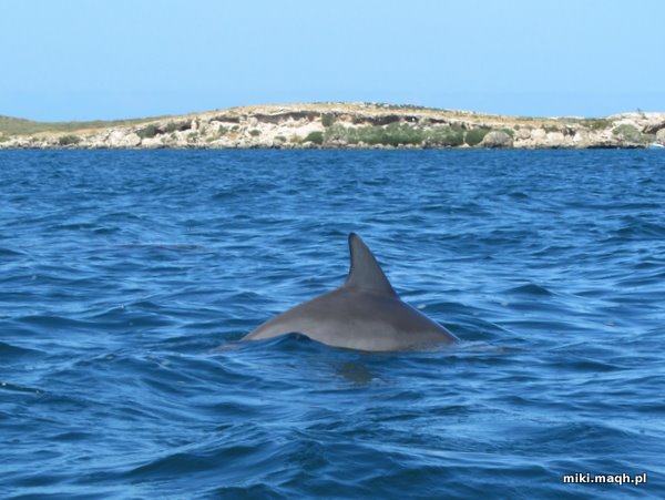 Sea kayaking to Penguin Island