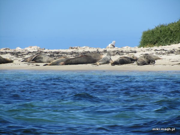 Sea kayaking to Penguin Island