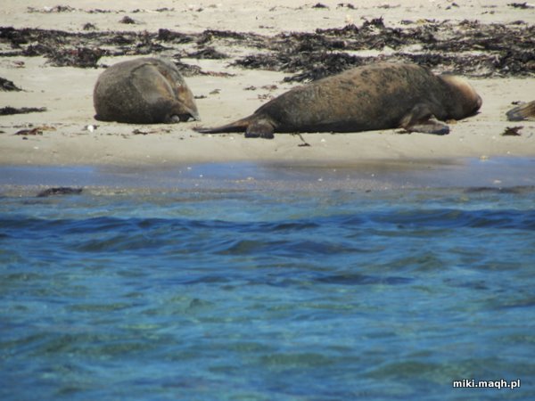 Sea kayaking to Penguin Island