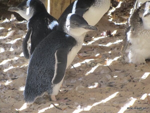 Sea kayaking to Penguin Island