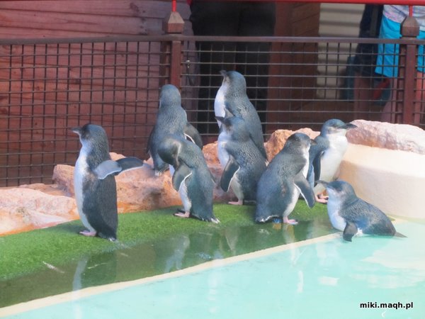Sea kayaking to Penguin Island