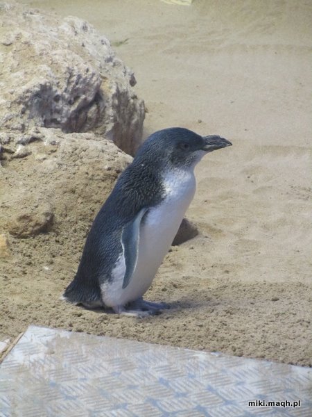 Sea kayaking to Penguin Island