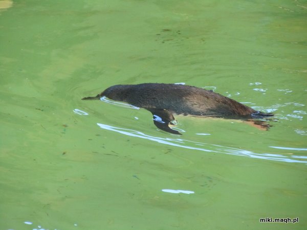 Sea kayaking to Penguin Island