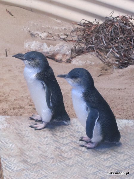 Sea kayaking to Penguin Island