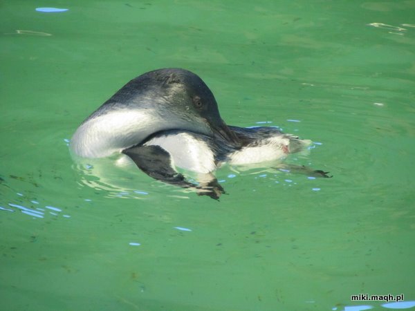 Sea kayaking to Penguin Island